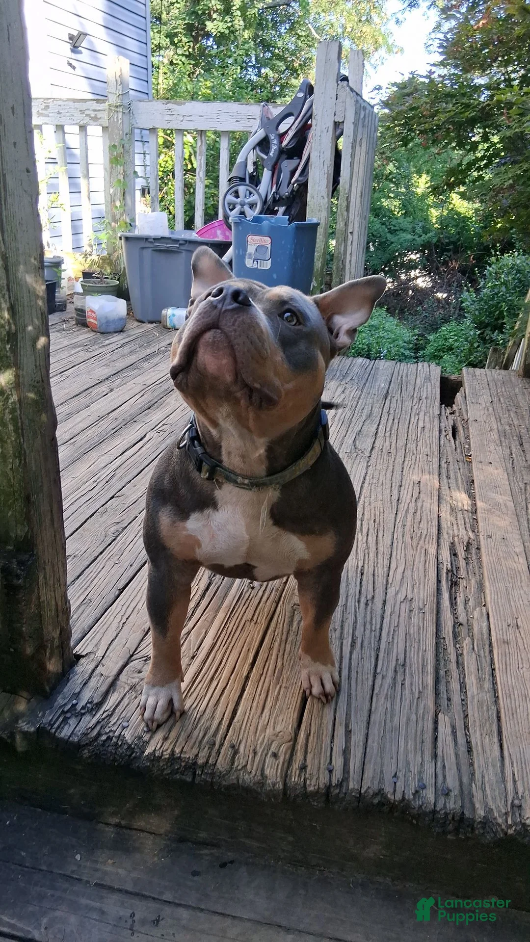 American Bully dogs for sale: American Bully 4 - Ad 10