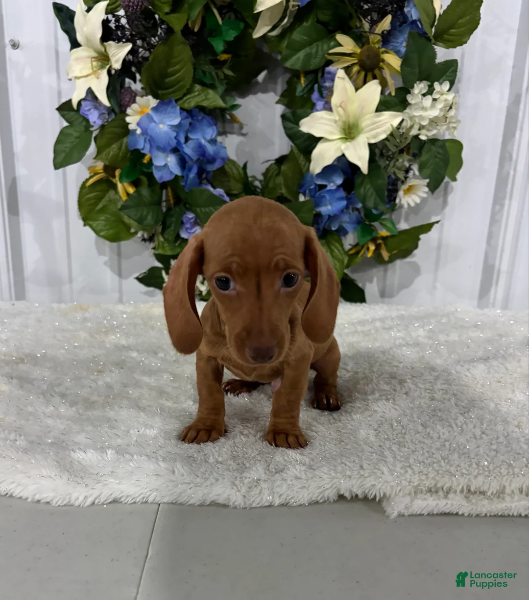 Miniature Dachshund dogs for sale: Kobe - Ad 1