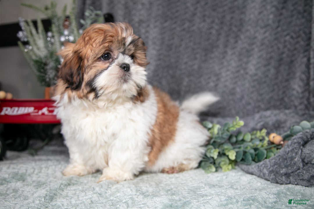 Shih Tzu dogs for sale: Peanut - Ad 2