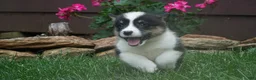 Welsh Corgi Pembroke dogs for sale: Jupiter - Ad 3