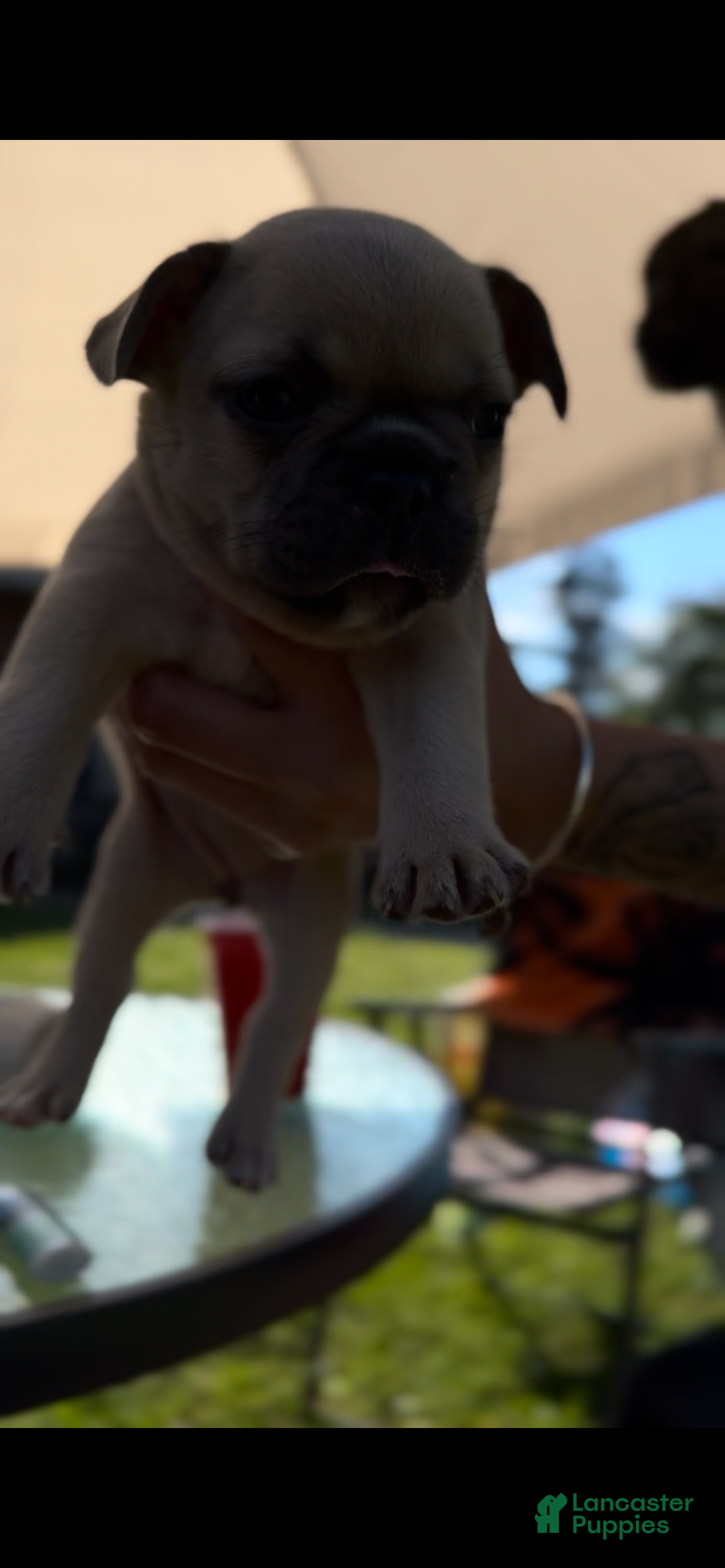 French Bulldog dogs  Nina  - Ad 9