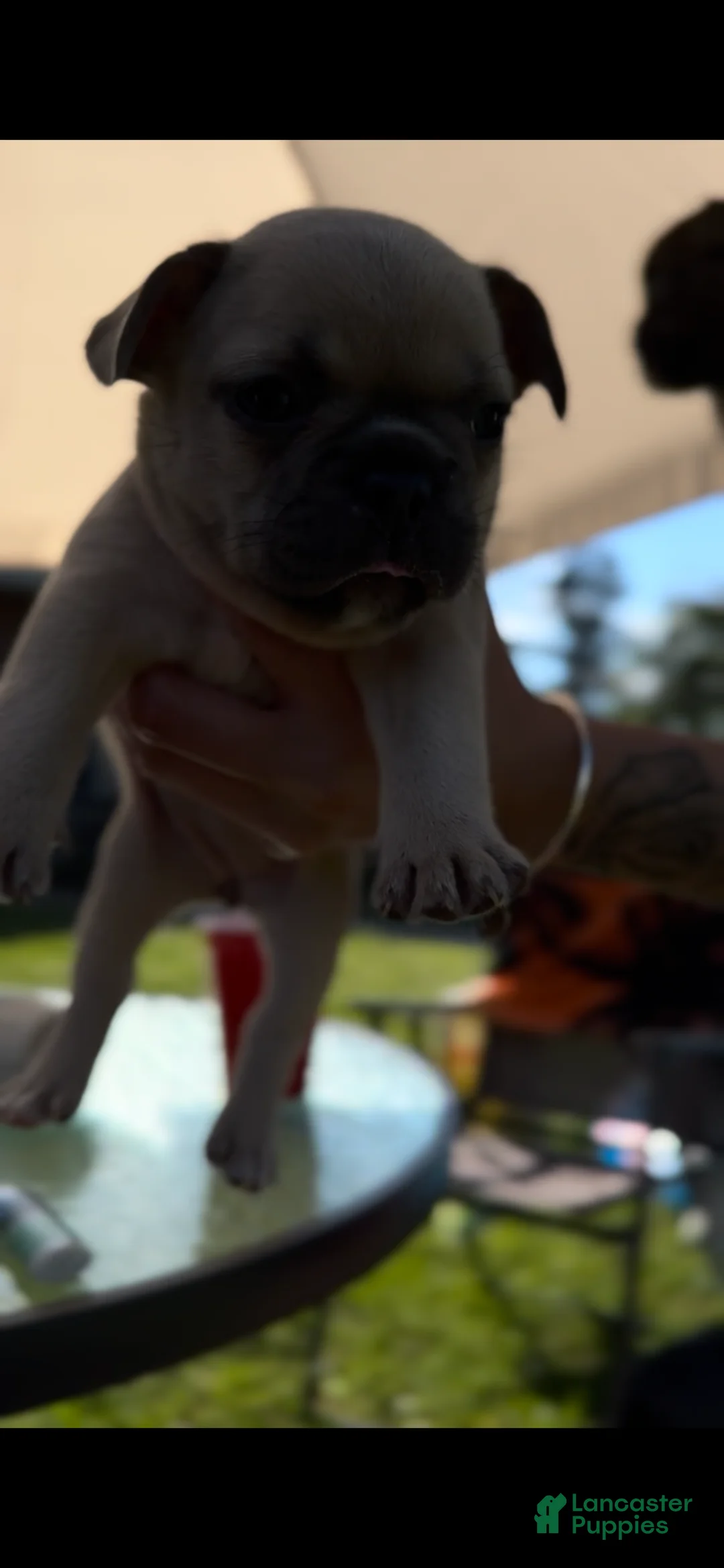 French Bulldog dogs for sale:  Nina  - Ad 1
