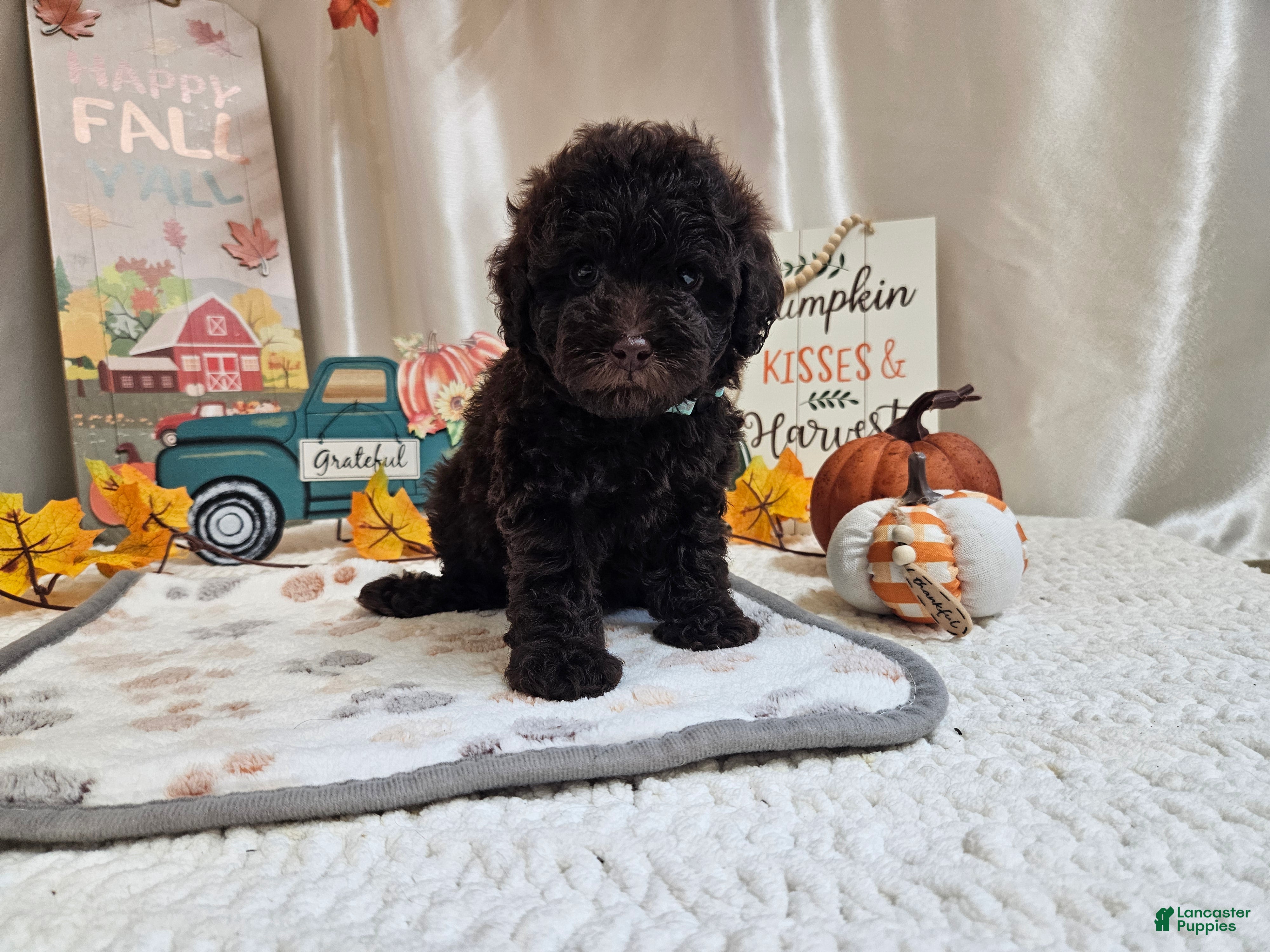 Miniature Poodle dogs for sale: Armstrong J. - Ad 2