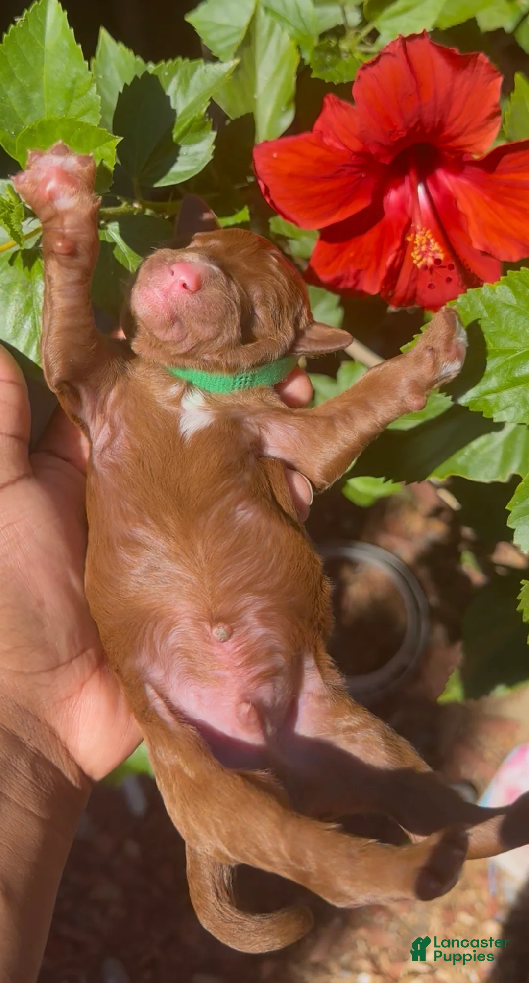 Standard Poodle dogs for sale: Roux - Ad 2