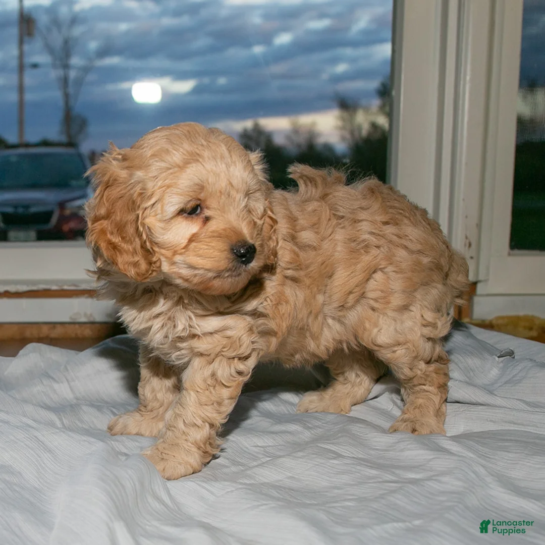 Cockapoo dogs for sale: Charlie - Ad 2