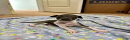 Italian Greyhound dogs for sale: Italian Greyhound 2 - Ad 1