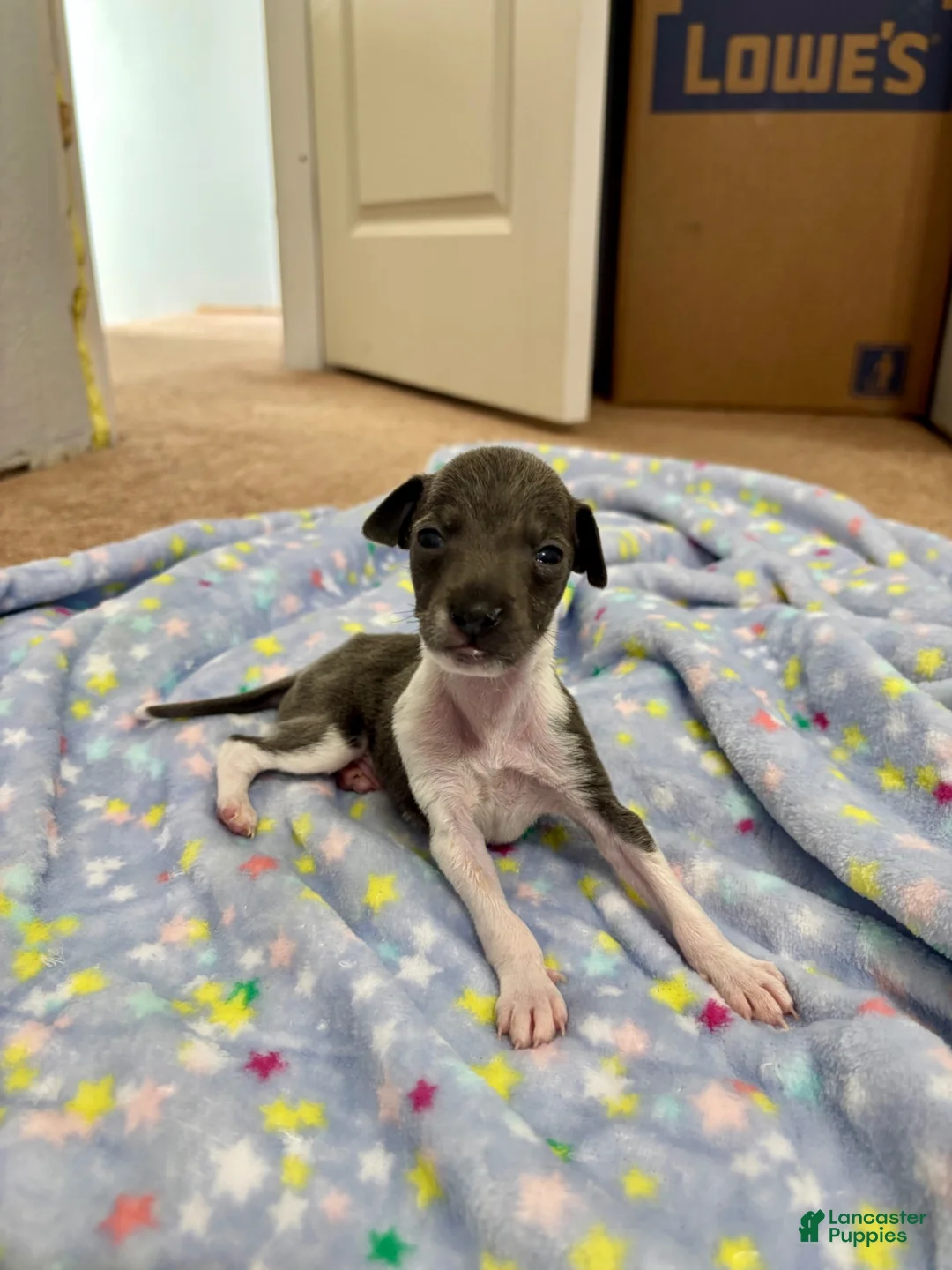 Italian Greyhound dogs for sale: Italian Greyhound 2 - Ad 1