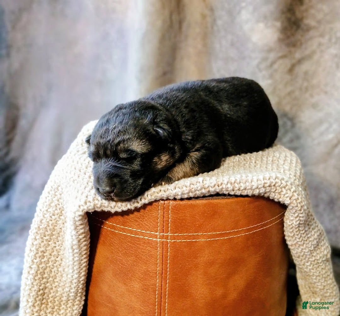 German Shepherd dogs for sale: Ranger - Ad 2