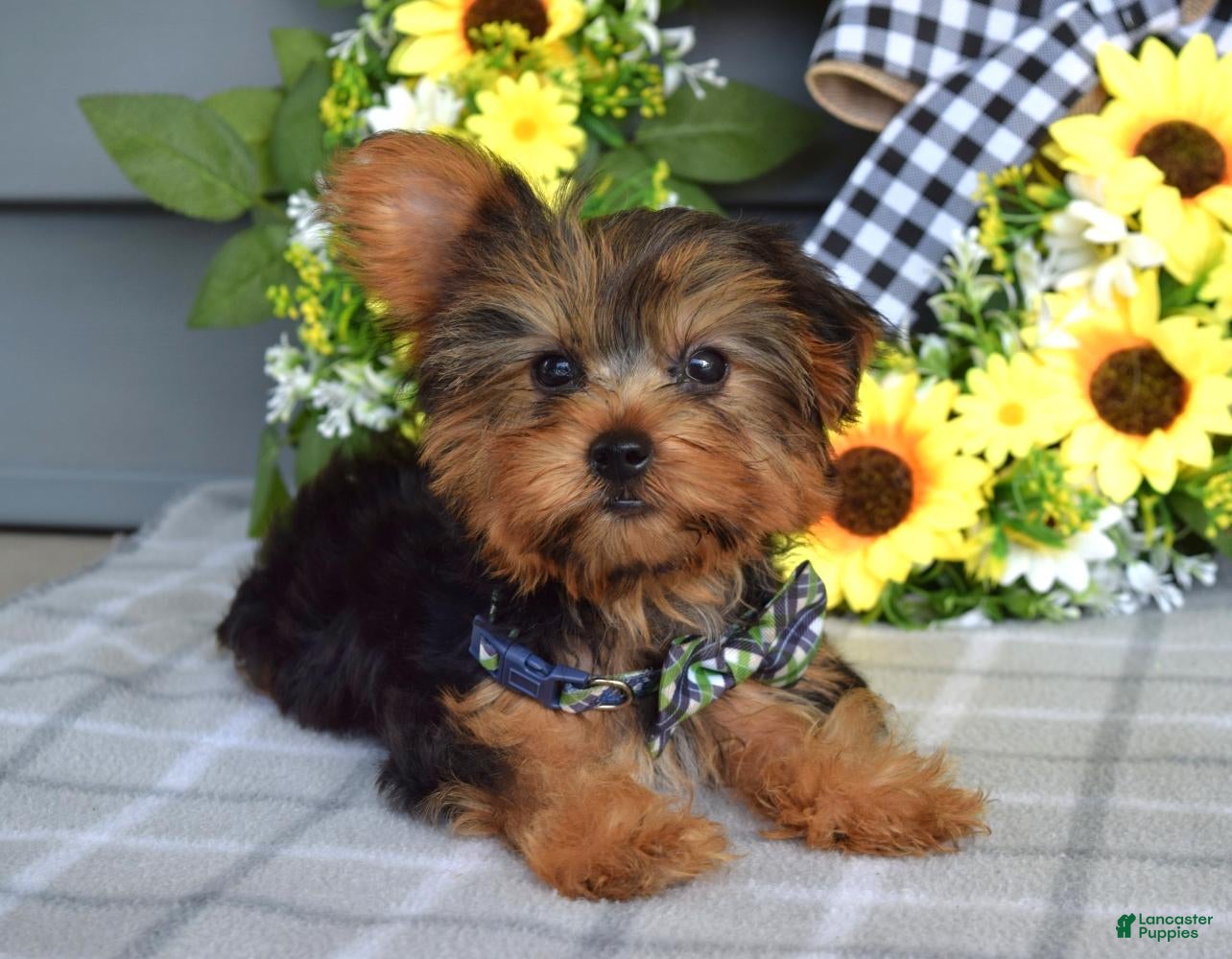 Yorkshire Terrier dogs Archie - Ad 2