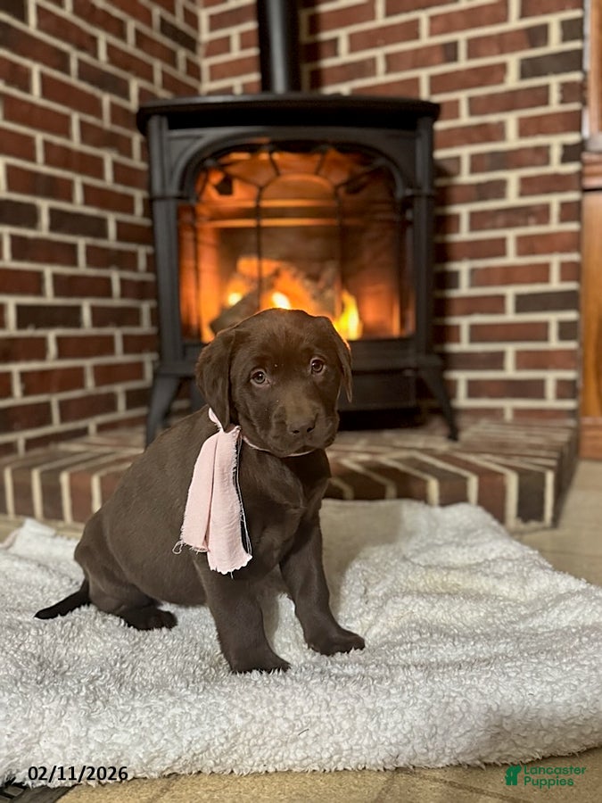 Labrador Retriever dogs Belle - Ad 10