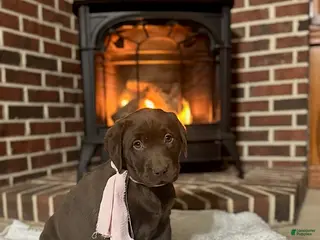 Labrador Retriever dogs Belle - Ad 10