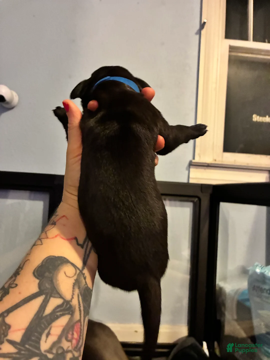 Great Dane dogs for sale: Great Dane Puppy 1 - Ad 2