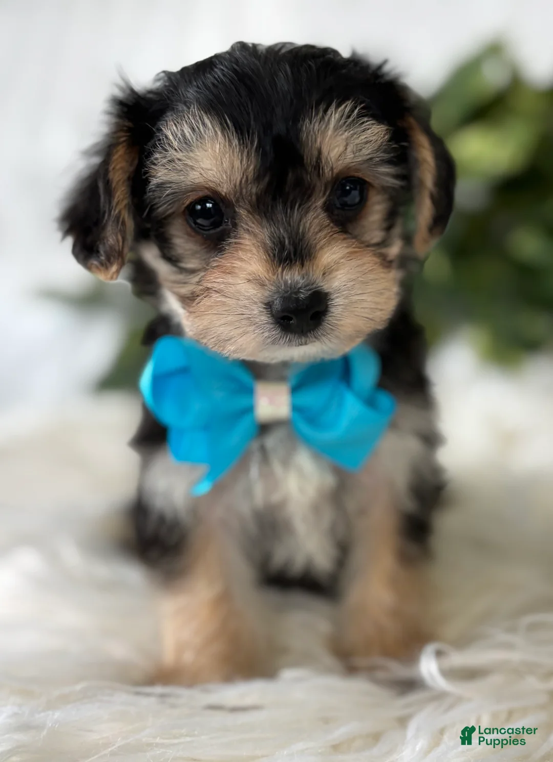 Morkie dogs for sale: Preston - Ad 13