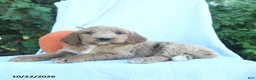 Goldendoodle dogs for sale: Oak  - Ad 2