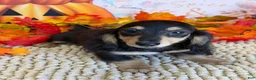 Miniature Dachshund dogs for sale: Justin - Ad 2