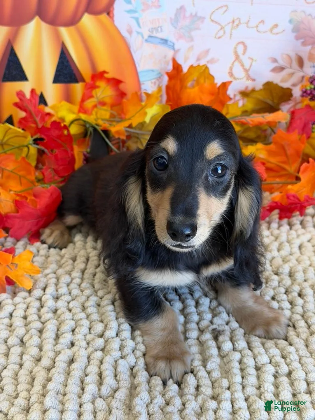 Miniature Dachshund dogs for sale: Justin - Ad 2