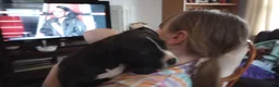 American Bully dogs for sale: Amit Elor - Ad 4
