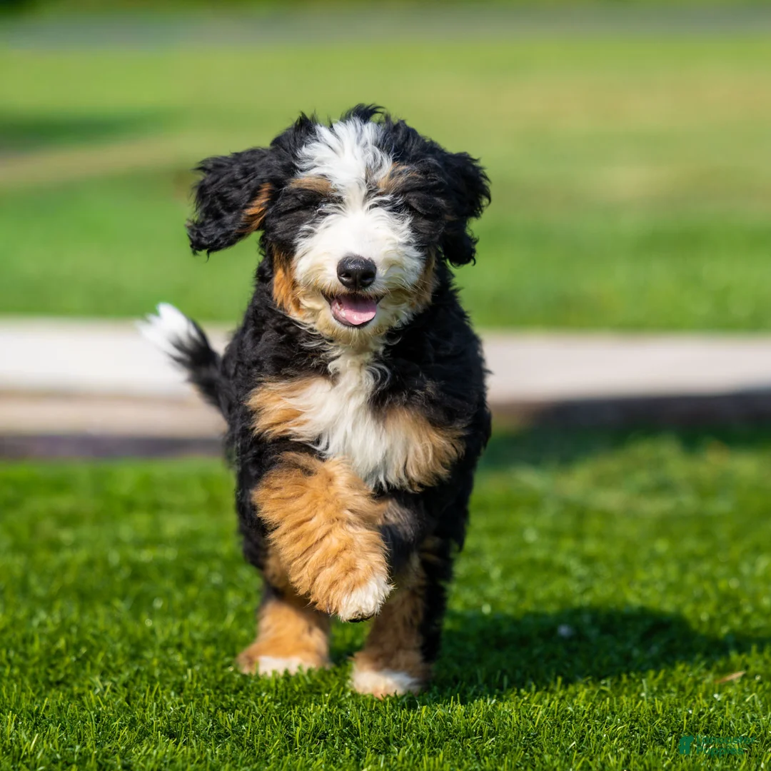 Bernedoodle dogs for sale: Pippa Bernedoodle Puppy  - Ad 2
