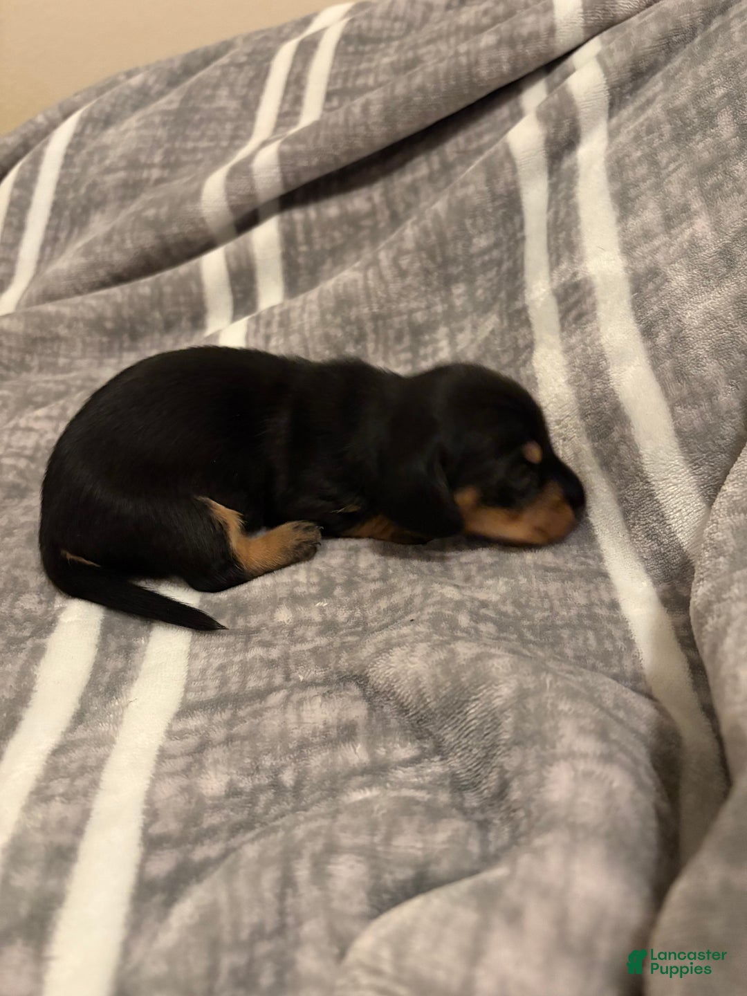 Dachshund dogs for sale: Big Bear - Ad 3