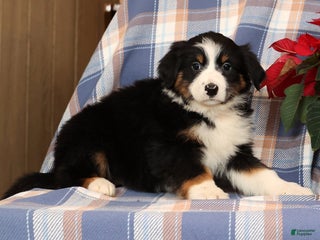 Australian Shepherd dogs Sandy - Ad 8