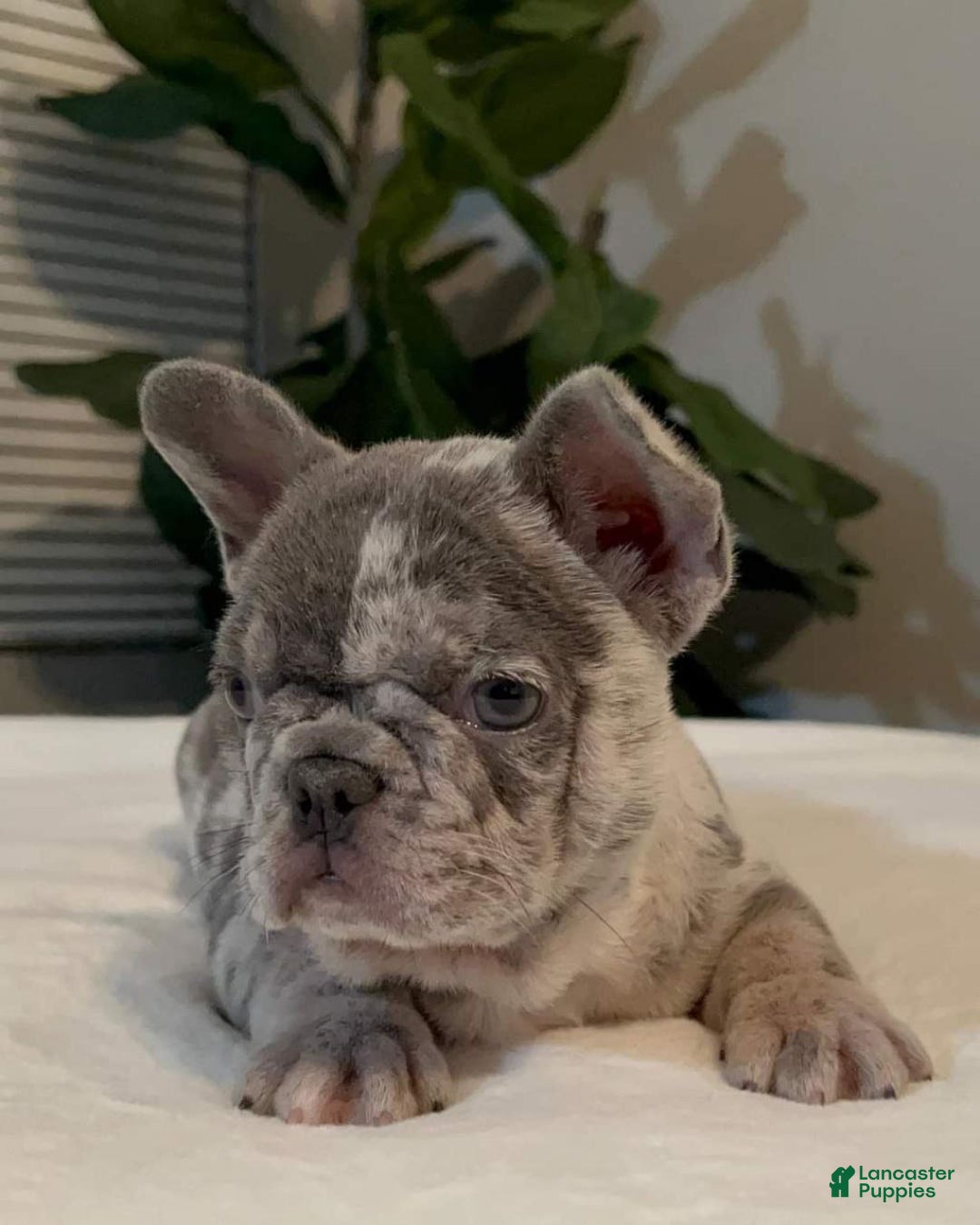 French Bulldog dogs for sale: Lola - Ad 3