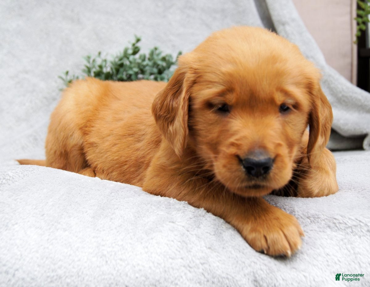Golden Retriever dogs Dixie - Ad 2