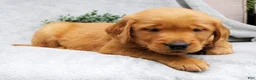 Golden Retriever dogs for sale: Dixie - Ad 2