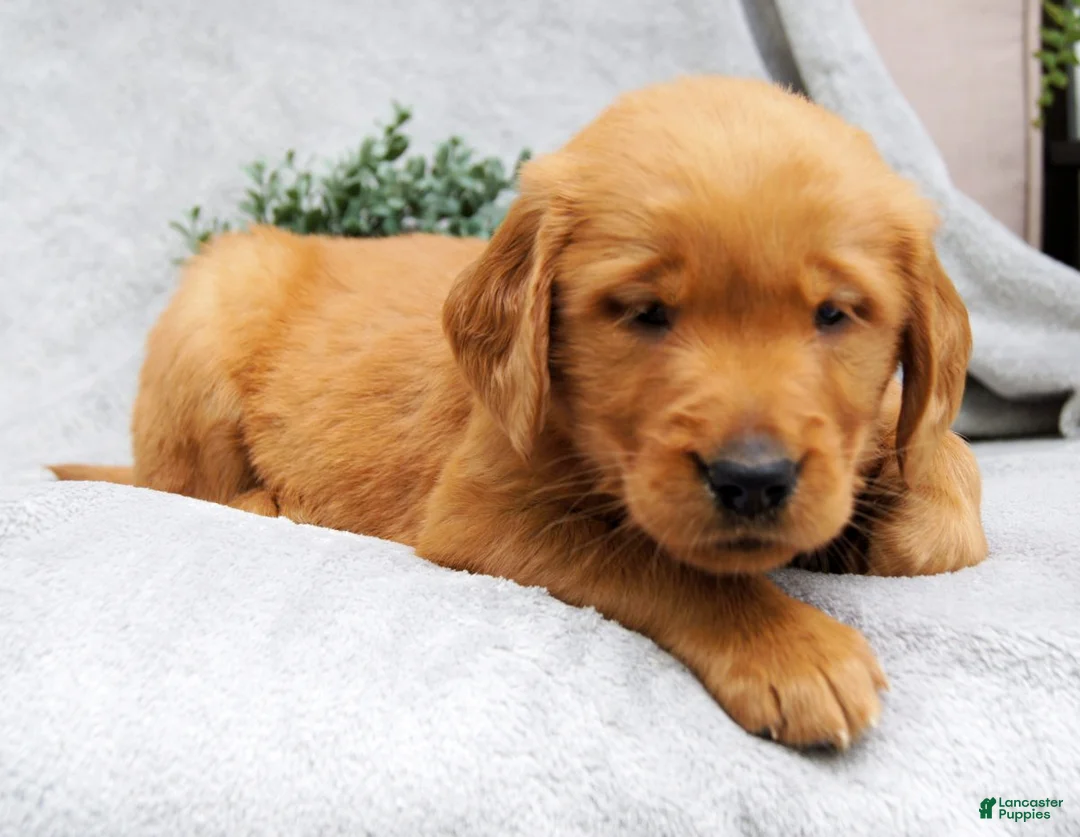 Golden Retriever dogs for sale: Dixie - Ad 2