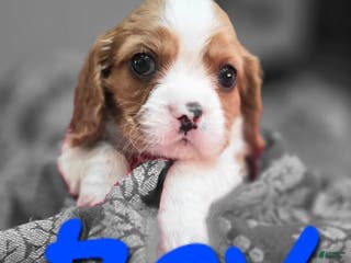 Mixed Breed dogs Piper - Ad 34