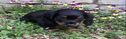 Miniature Dachshund dogs for sale: Panther  - Ad 2