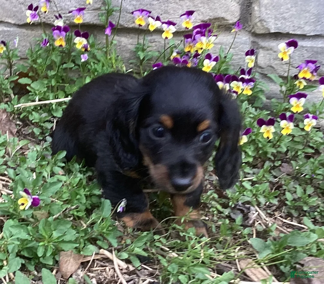 Miniature Dachshund dogs for sale: Panther  - Ad 2
