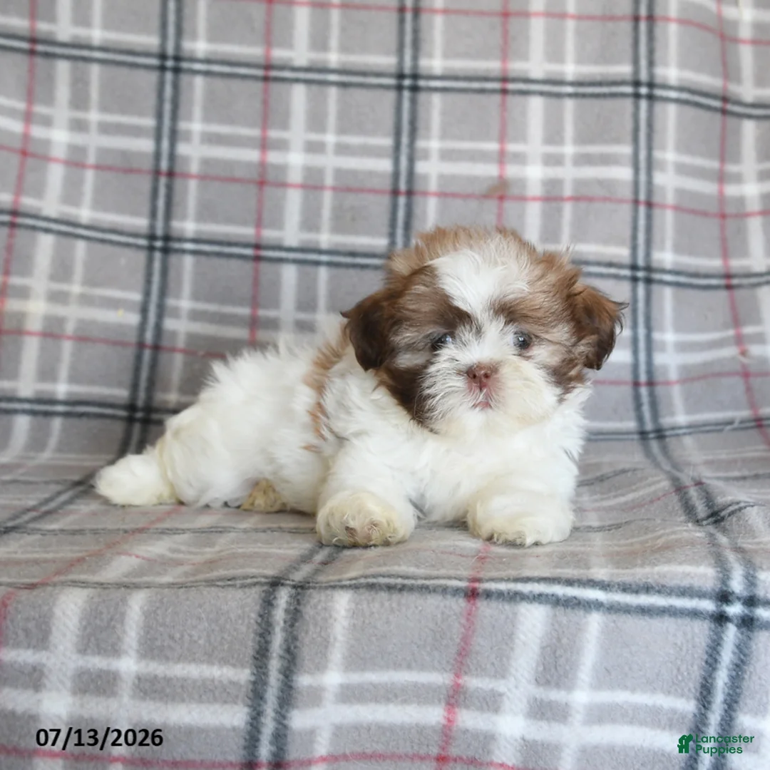 Shih Tzu dogs for sale: Stella - Ad 5