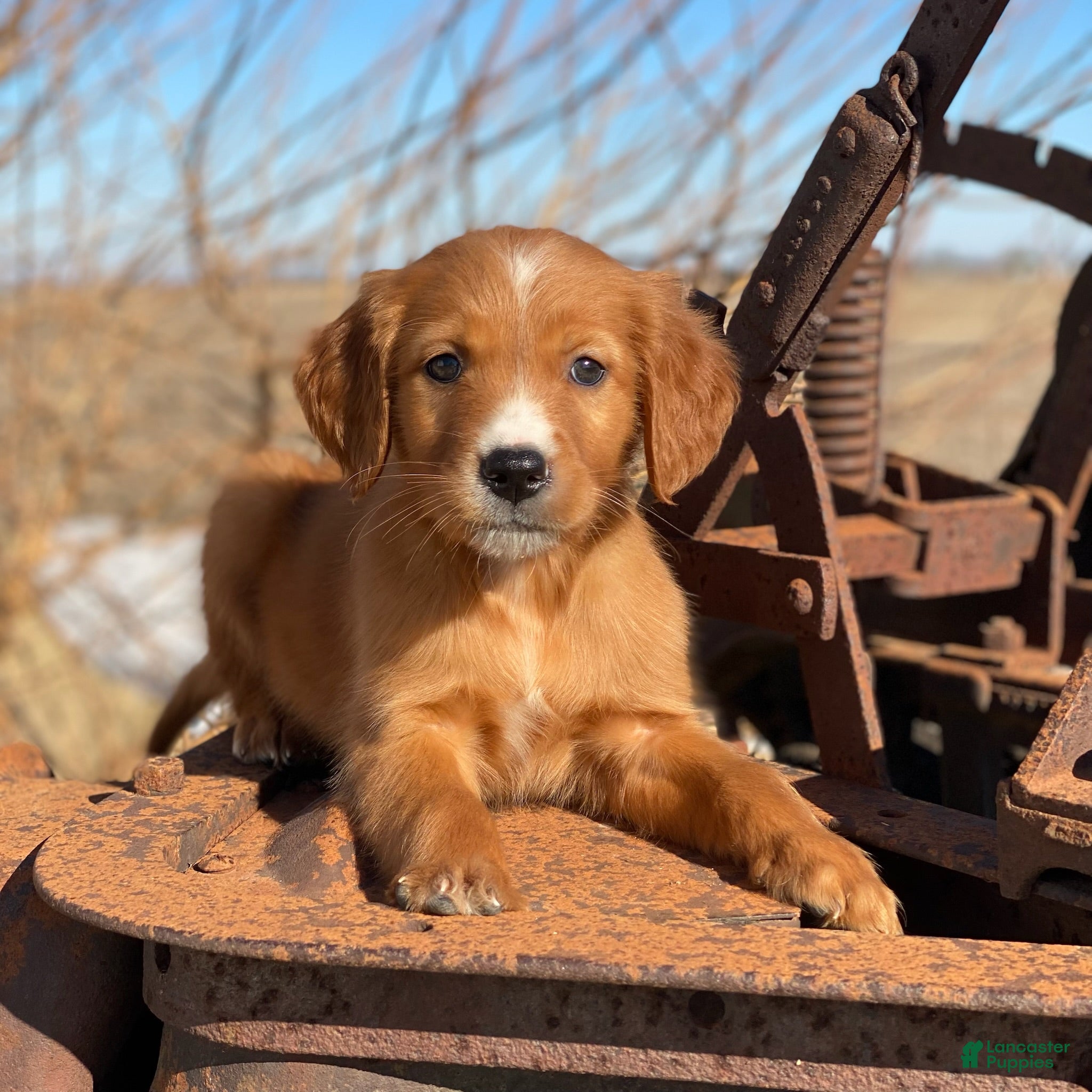 Mixed Breed dogs Blaze - Ad 22