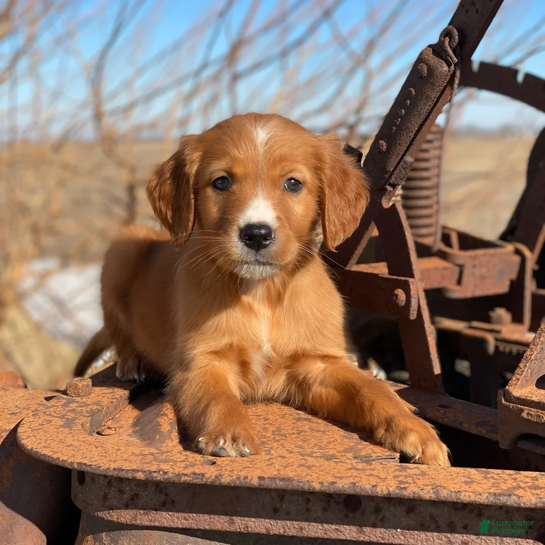 Mixed Breed dogs for sale: Blaze - Ad 1