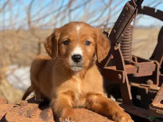 Mixed Breed dogs Blaze - Ad 22