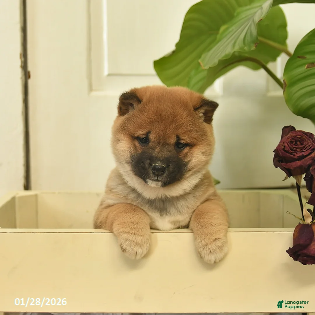 Shiba Inu dogs for sale: Cupid  - Ad 3