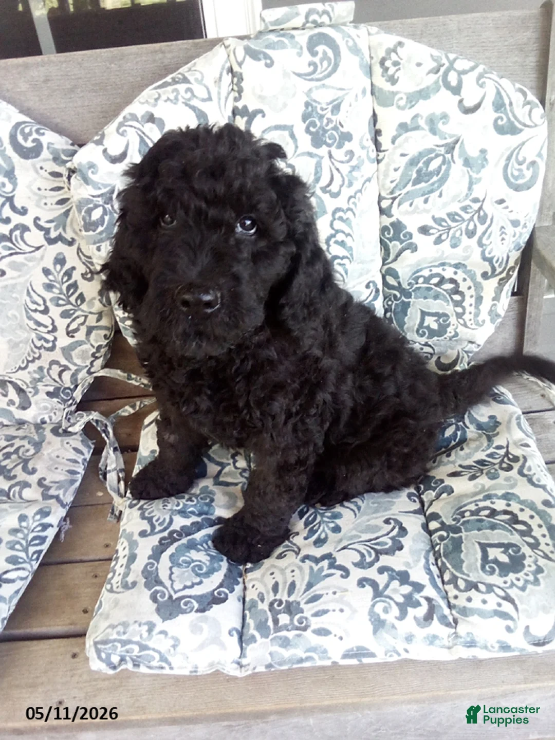 Goldendoodle dogs for sale: Buddy - Ad 1