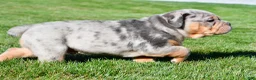 Beabull dogs for sale: Tucker - Ad 8