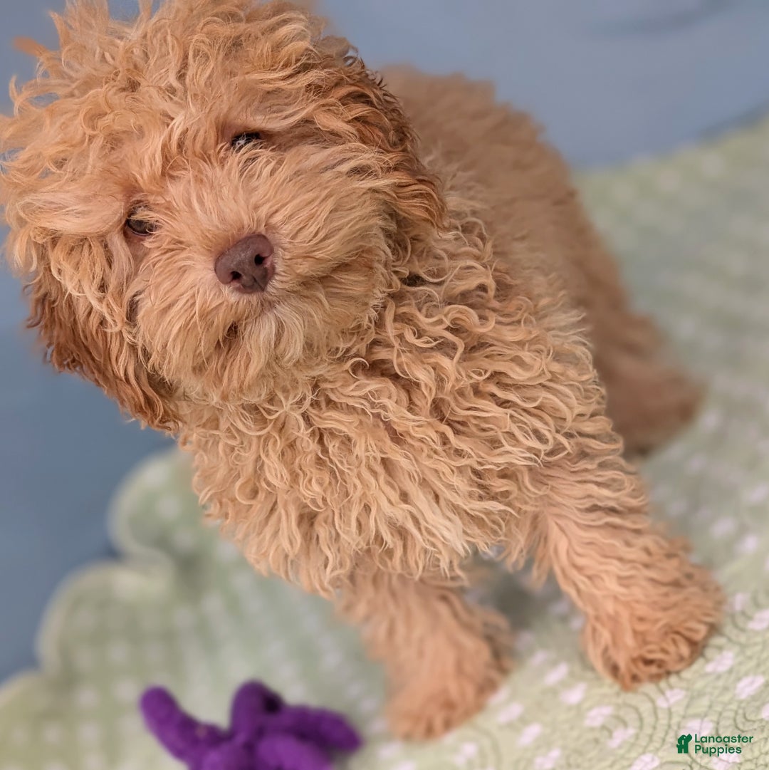 Toy Poodle dogs for sale: Radiatori - Ad 4