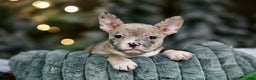 Frenchton dogs for sale: Jellybean - Ad 6