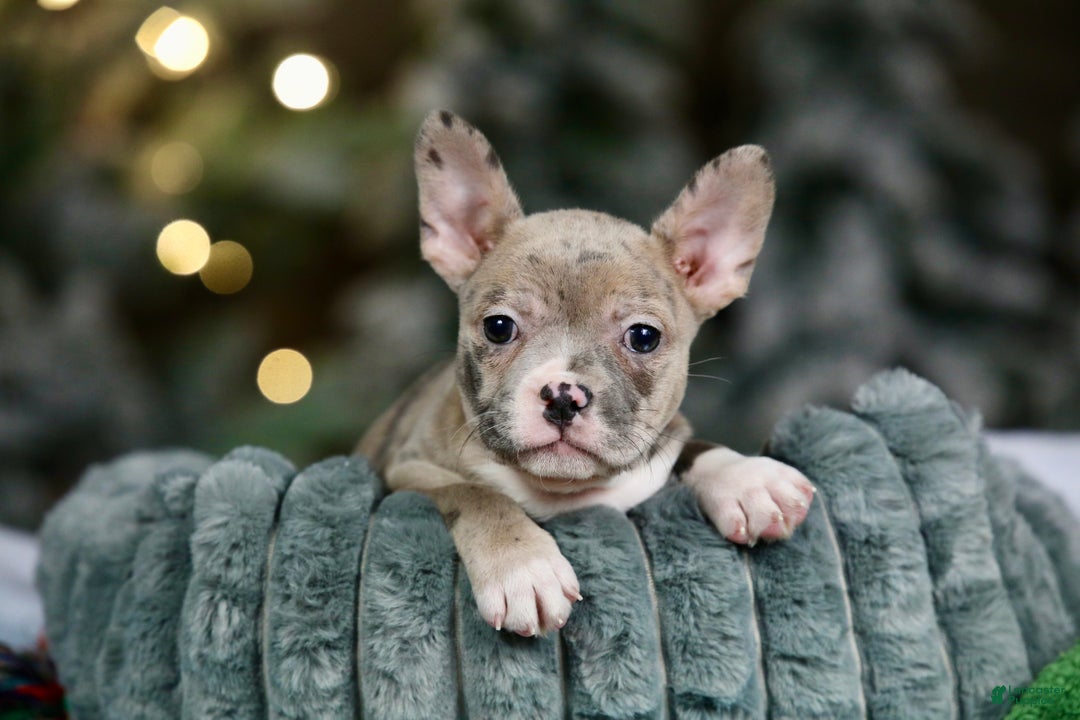 Frenchton dogs for sale: Jellybean - Ad 6
