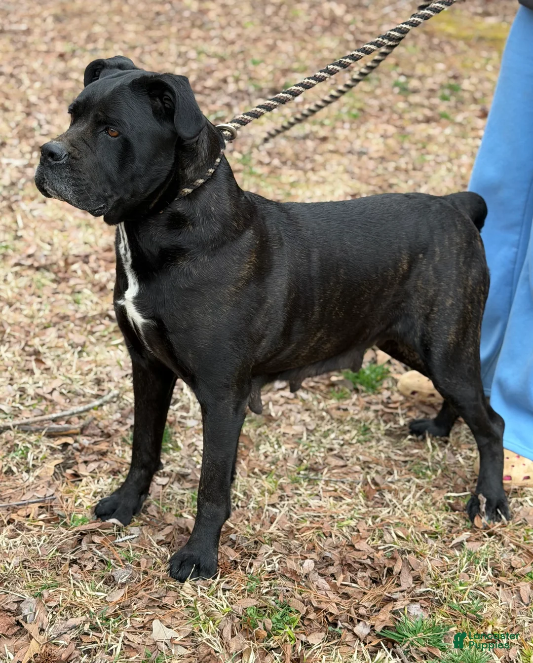 Cane Corso dogs for sale: Tootsie - Ad 8