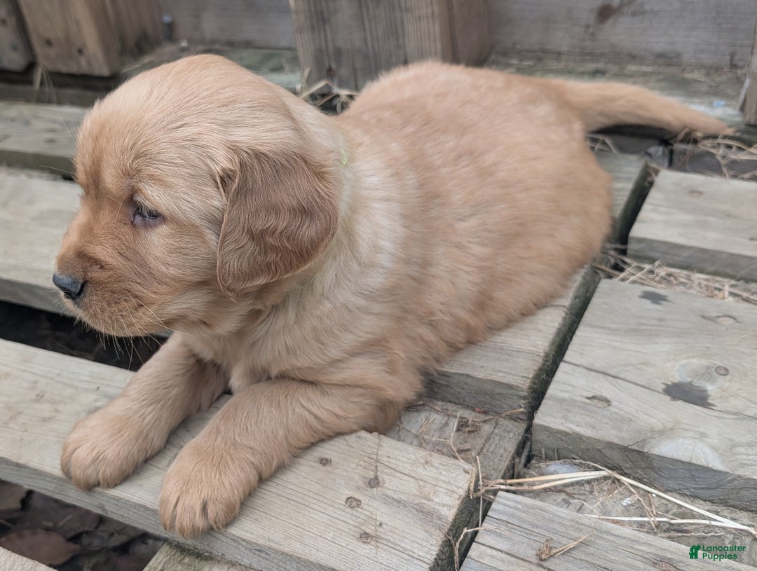 Golden Retriever dogs for sale: Max - Ad 5