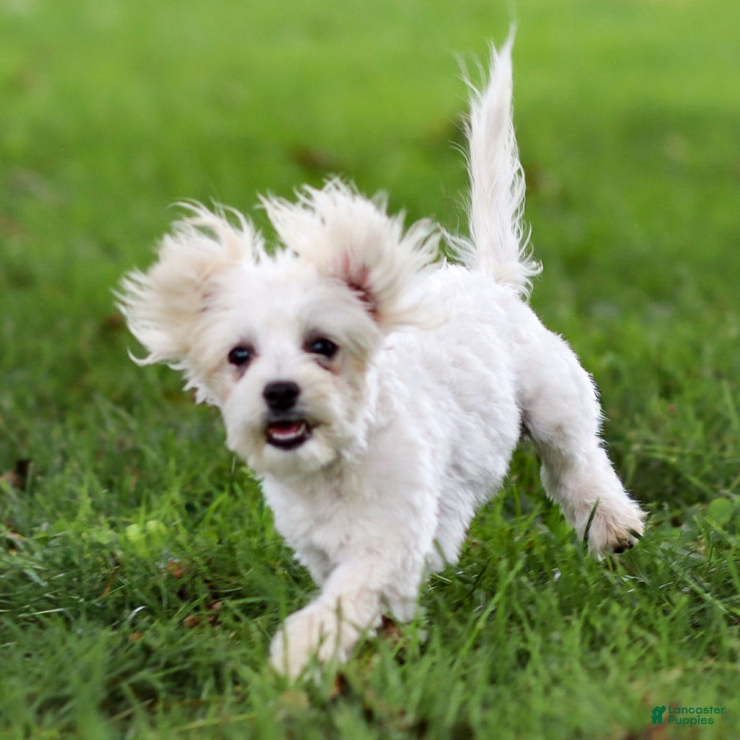 Maltese dogs for sale: Reign - Ad 3