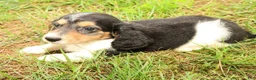 Miniature Dachshund dogs for sale: Drake - Ad 6