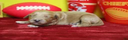 Goldendoodle dogs for sale: Sparky  - Ad 4