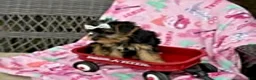 Yorkshire Terrier dogs for sale: Jeremy - Ad 5