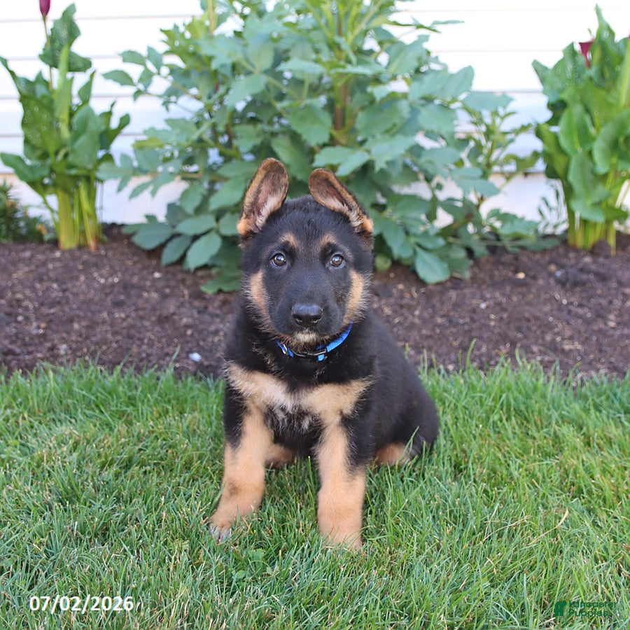 German Shepherd dogs Sawyer - Ad 1
