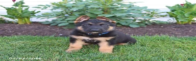 Sawyer