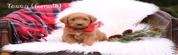 Labradoodle dogs for sale: Tessa - Ad 1